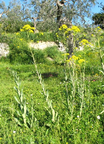 Isatis tinctoria / Glasto comune